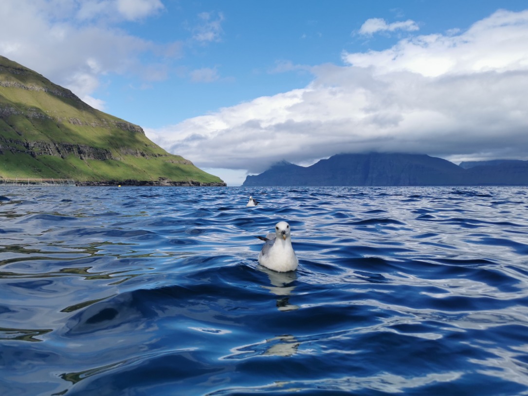 Fulmar on Funningsfjørður, Kalsoy in the background
